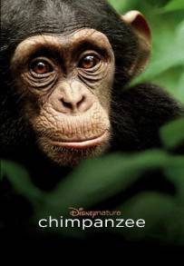 Chimpanzee